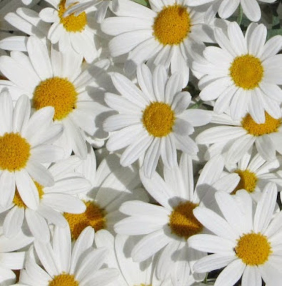 dianesdaisies
